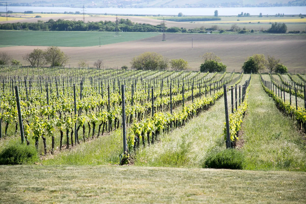 Mikulov Wine Region Guide: 10 Best Things to Do