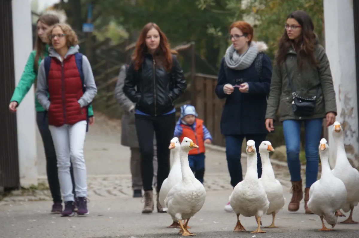 Plzeň Zoo and DinoPark Guide: Is It Worth Visiting?